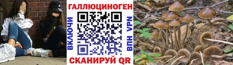 это клад  где найти   Данилов  Галлюциногенные грибы Psilocybe 